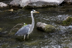 _MG_2591-2