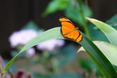 ret_DSC00652