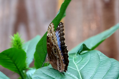 ret_DSC00653