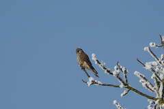 ret_DSC01223