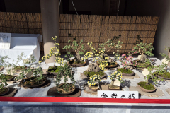 ret_IMG-20241109-WA0002