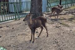 ret_IMG-20241119-WA0002