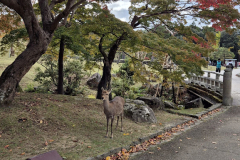 ret_IMG-20241119-WA0005