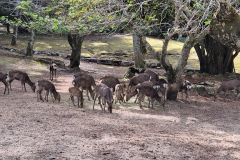 ret_IMG-20241124-WA0002