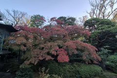 ret_IMG-20241127-WA0017