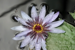 DSC00098