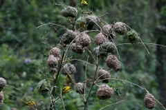 _MG_2814_filtered
