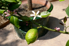 DSC00638